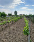 Продава ПАРЦЕЛ, с. Черногорово, област Пазарджик, снимка 4