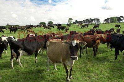 Продава ПРОМ. ПОМЕЩЕНИЕ, с. Трънково, област Ямбол, снимка 4 - Производствени сгради - 52779555