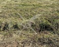 Продава ПАРЦЕЛ, област Пловдив, с. Белащица • 38850 € • 61656740 — Holmes.bg