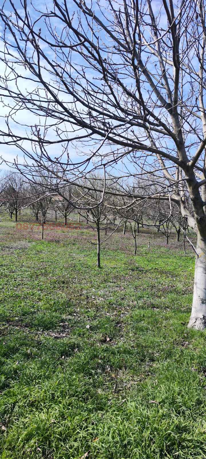 Продава ПАРЦЕЛ, с. Михайлово, област Стара Загора, снимка 4 - Парцели - 54915529