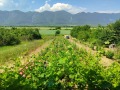 Продава ВИЛА, град Враца, Кулата • 126000 лв. • 47559534 — Holmes.bg