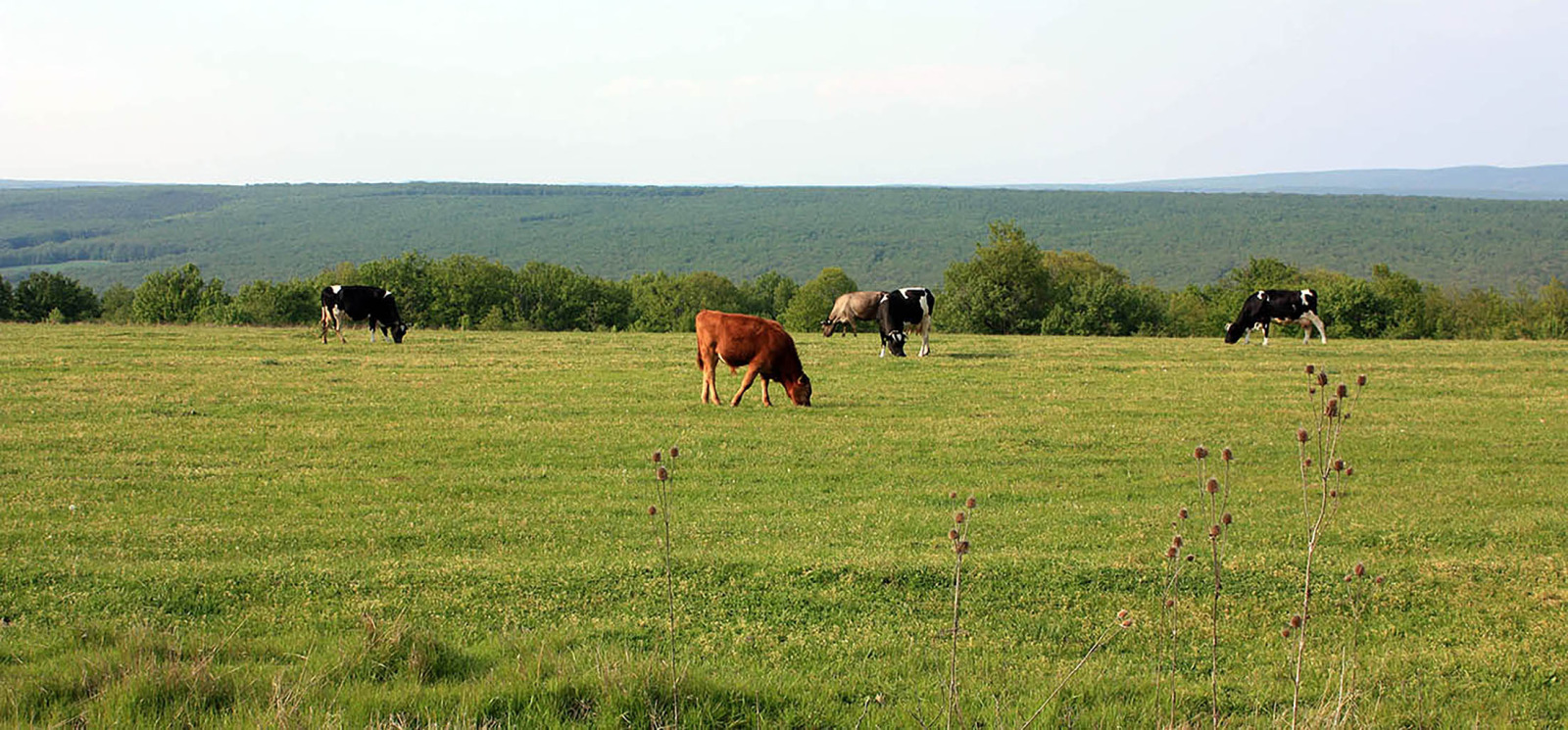 Продава ПАРЦЕЛ | Imot.bg — изображение 6