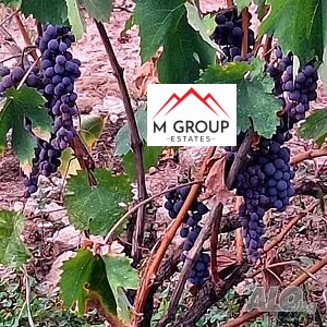 Продава ПАРЦЕЛ, с. Кръстевич, област Пловдив, снимка 6 - Парцели - 53495669