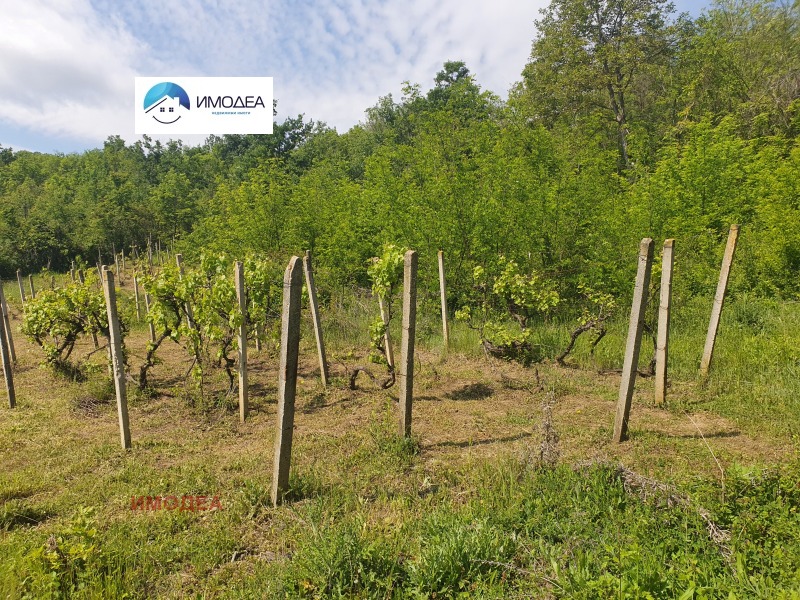Na prodej  Spiknutí oblast Gabrovo , Drjanovo , 1174 m2 | 43726676