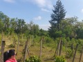 Продава ПАРЦЕЛ, област Габрово, гр. Дряново • 20000 лв. • 63210623 — Holmes.bg