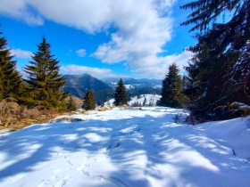 Plot Gela, region Smolyan 12