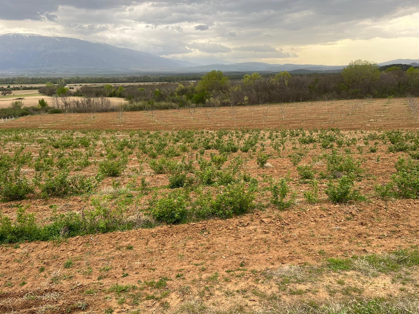 Продава ЗЕМЕДЕЛСКА ЗЕМЯ, с. Войнягово, област Пловдив, снимка 4 - Земеделска земя - 53872373