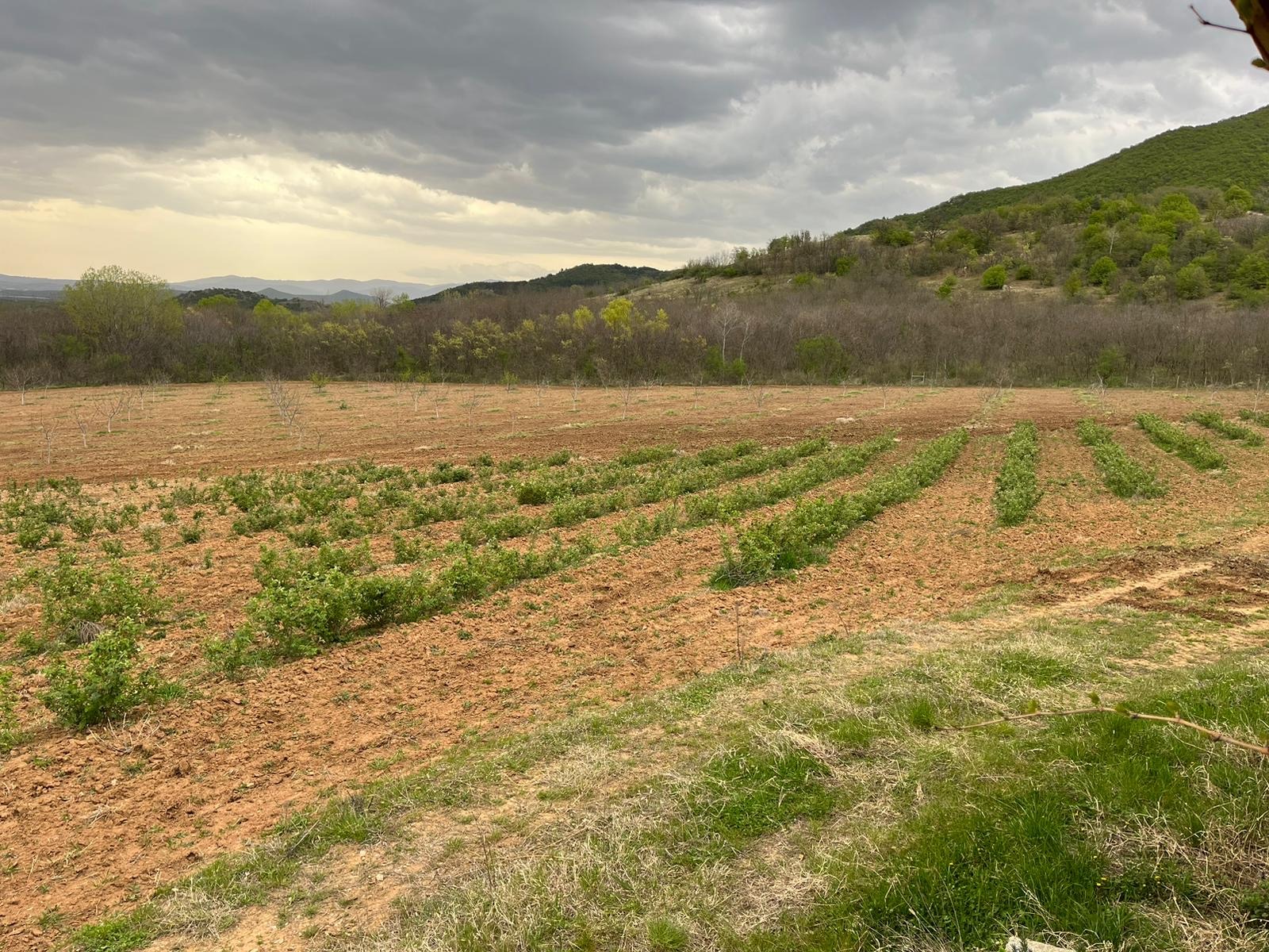 Продава ЗЕМЕДЕЛСКА ЗЕМЯ, с. Войнягово, област Пловдив, снимка 6 - Земеделска земя - 53872373