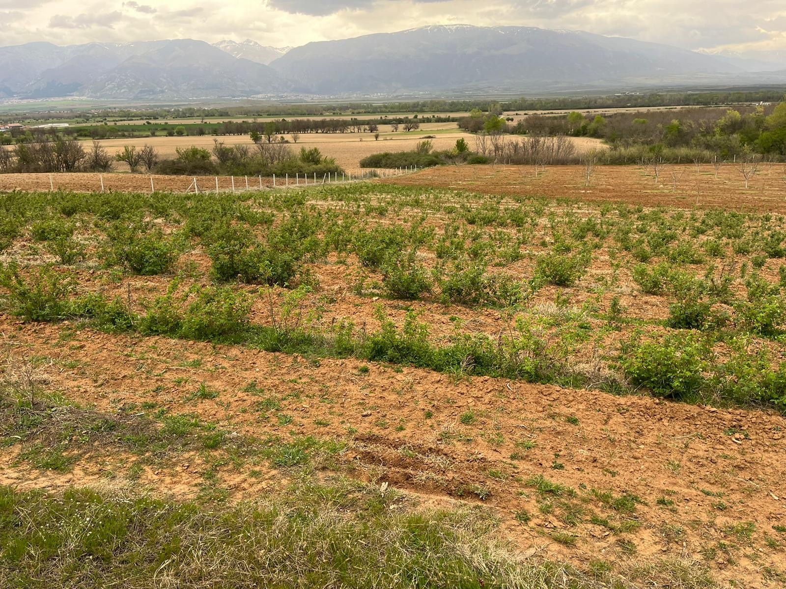 Продава ЗЕМЕДЕЛСКА ЗЕМЯ, с. Войнягово, област Пловдив, снимка 2 - Земеделска земя - 53872373