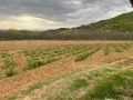 Продава ЗЕМЕДЕЛСКА ЗЕМЯ, с. Войнягово, област Пловдив, снимка 6