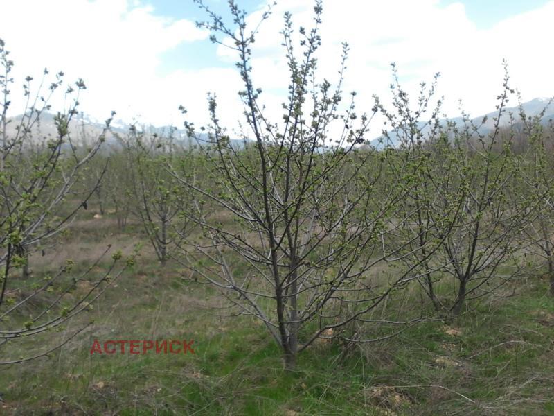 Te koop  Land regio Kjoestendil , Smotsjevo , 13 dka | 56233954 - afbeelding [8]