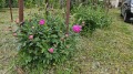Продава КЪЩА, гр. Варна, Свети Никола, снимка 3