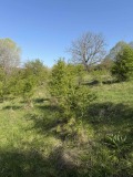 Продава ПАРЦЕЛ, с. Долище, област Варна, снимка 6