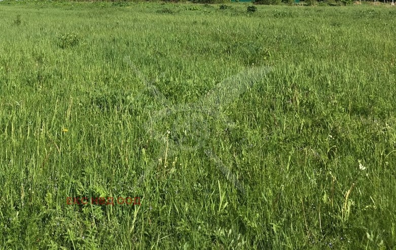 Продава ПАРЦЕЛ, с. Цалапица, област Пловдив