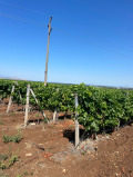 Продава ЗЕМЕДЕЛСКА ЗЕМЯ, с. Брестовица, област Пловдив, снимка 2