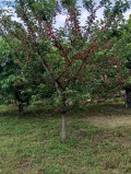 Продава ПАРЦЕЛ, с. Паталеница, област Пазарджик, снимка 2