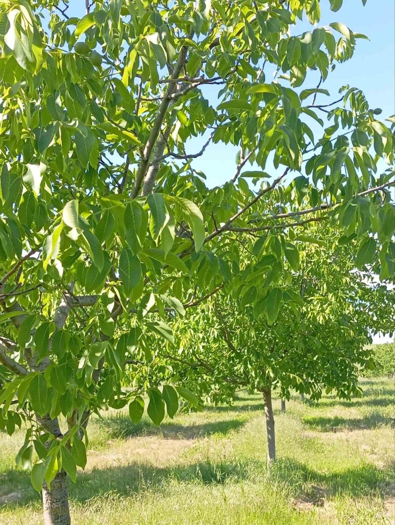 Продава ПАРЦЕЛ в област Русе, с. Просена - 98500 кв.м / 275 000 € » 537 853.25 лв., ИМОТИ РУСЕВИ