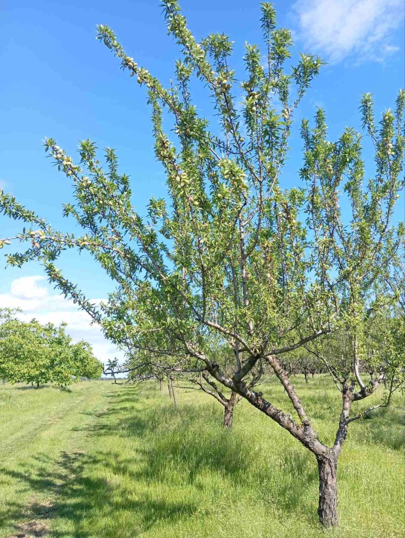 Продава  Парцел област Русе , с. Просена , 97036 кв.м | 47333026 - изображение [2]