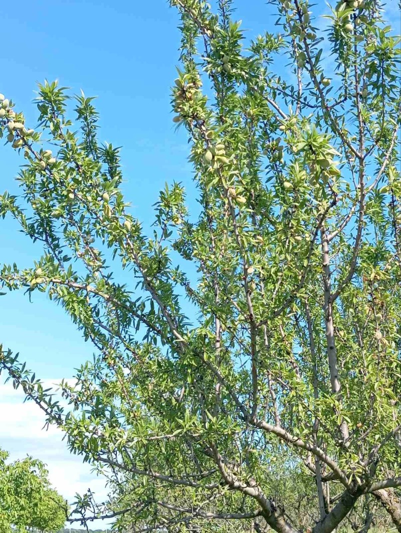 Продава  Парцел област Русе , с. Просена , 97036 кв.м | 47333026 - изображение [3]
