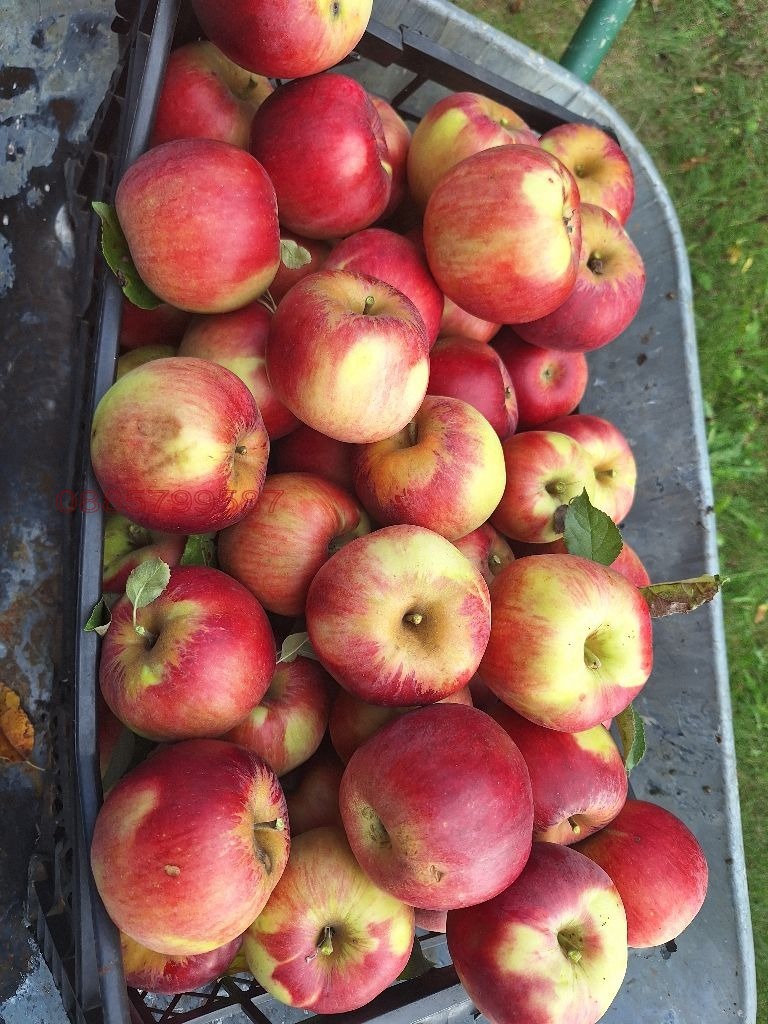 Продава ПАРЦЕЛ, с. Мърводол, област Кюстендил, снимка 9 - Парцели - 54404946