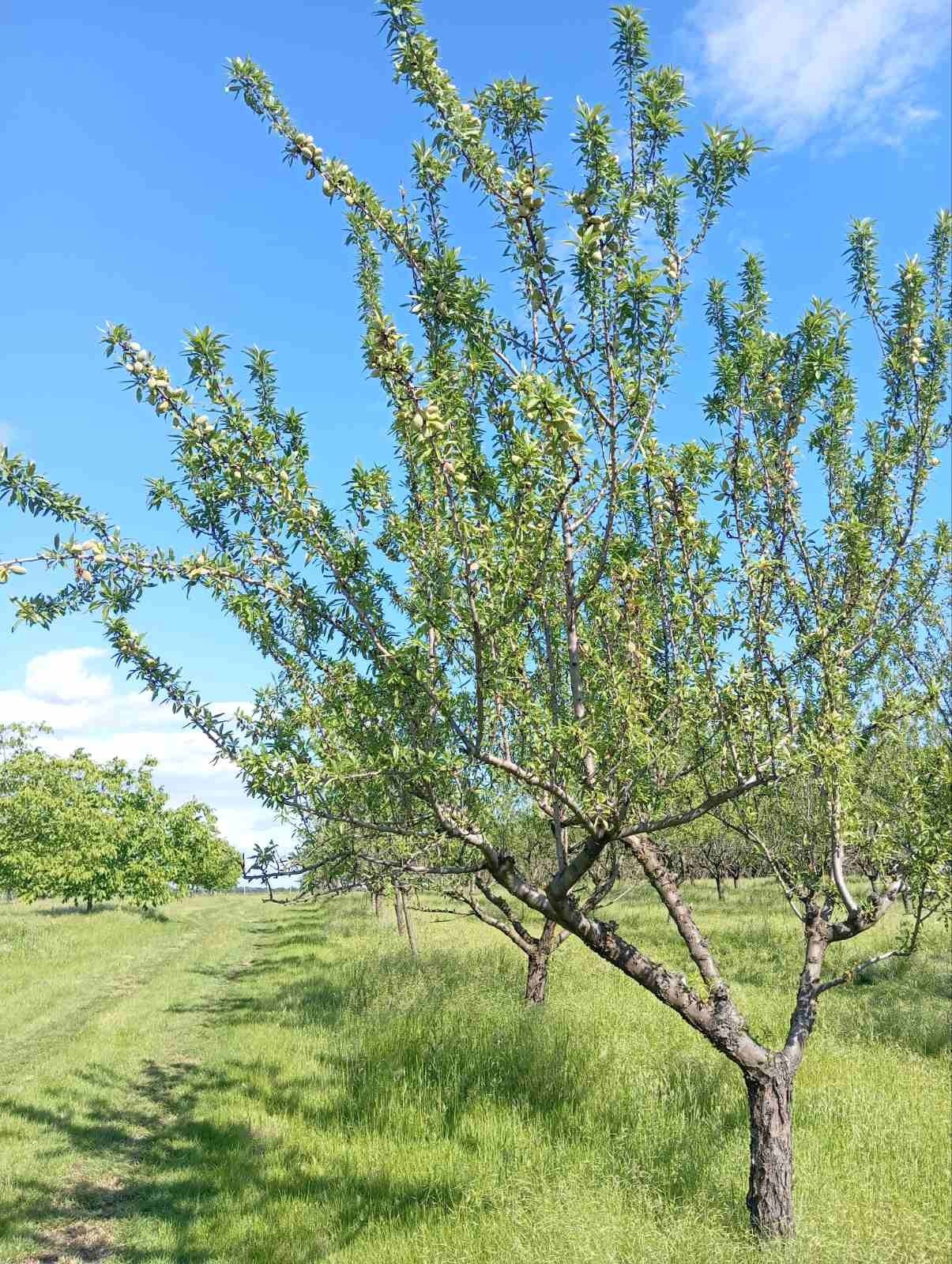 Продава ПАРЦЕЛ, с. Просена, област Русе, снимка 2 - Парцели - 53684181