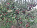 Продава ПАРЦЕЛ, с. Мърводол, област Кюстендил, снимка 12
