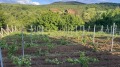 Продава ПАРЦЕЛ, с. Мърводол, област Кюстендил, снимка 13