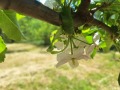 Продава ПАРЦЕЛ, с. Мърводол, област Кюстендил, снимка 2