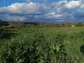 Продава ПАРЦЕЛ, област Добрич, с. Долина • 16000 лв. / 8180.67 € • 50191408 1