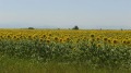 Продава ЗЕМЕДЕЛСКА ЗЕМЯ, с. Дъбован, област Плевен, снимка 4