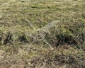 Продава  Парцел област Пловдив , с. Оризари , 10100 кв.м | 66936196