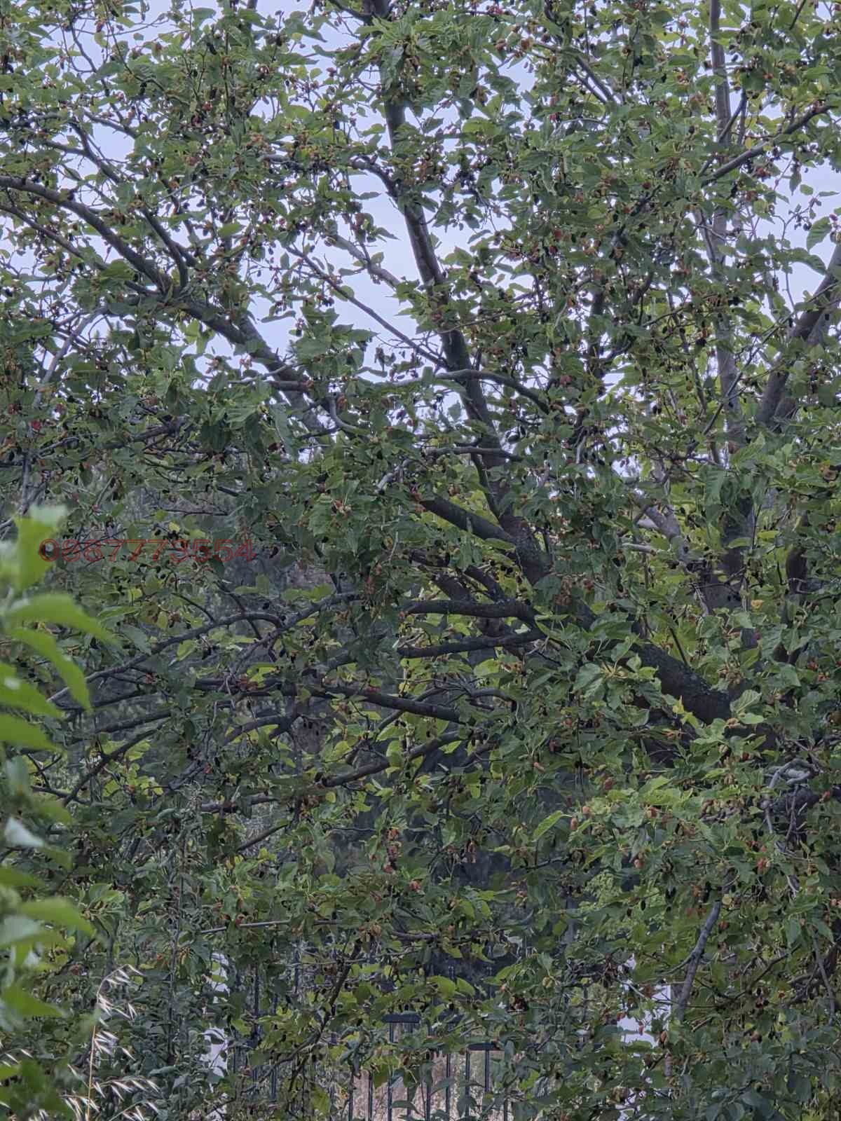 Продава ПАРЦЕЛ, с. Лесичово, област Пазарджик