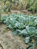 Продава КЪЩА, с. Хрищени, област Стара Загора, снимка 3