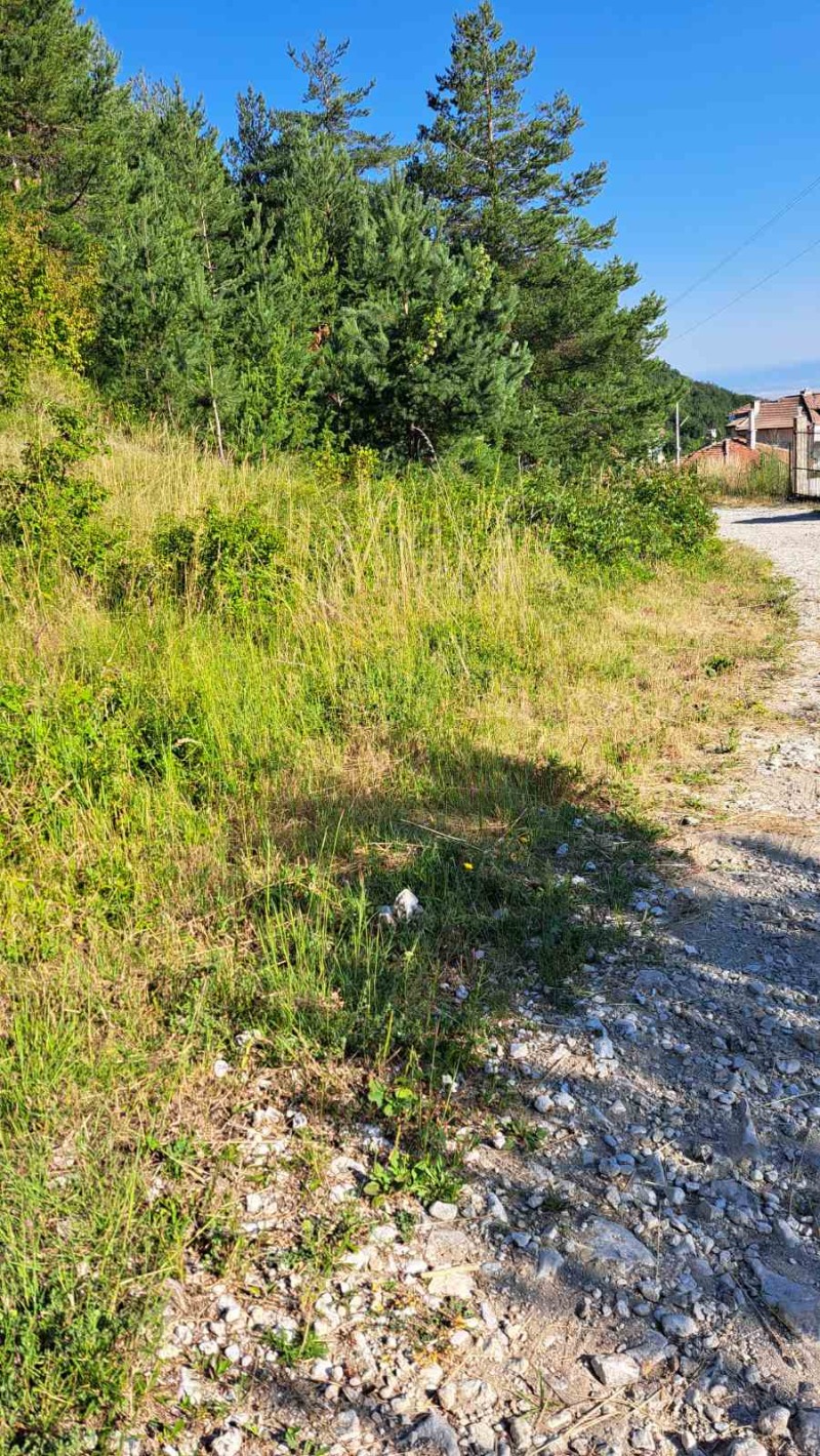 Till salu  Komplott region Plovdiv , Car Kalojan , 4600 kvm | 19011747 - bild [3]