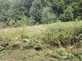 Продава ПАРЦЕЛ, област Ловеч, с. Рибарица • 40000 € • 90370840 — Holmes.bg