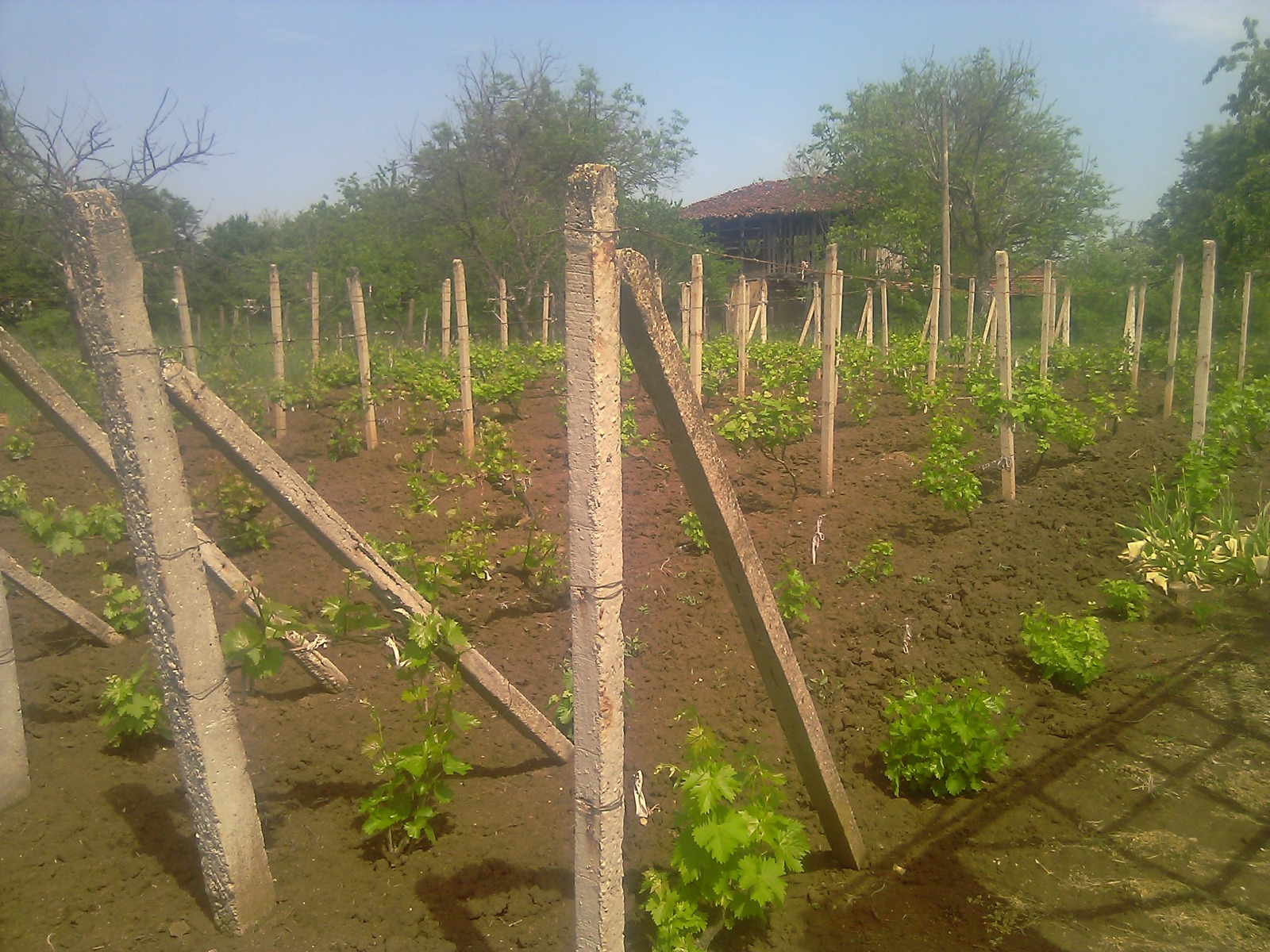 Продава КЪЩА, с. Дълго поле, област Видин, снимка 13 - Къщи - 56263799