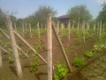 Продава КЪЩА, с. Дълго поле, област Видин, снимка 13