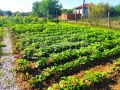 Продава КЪЩА, с. Драгомир, област Пловдив, снимка 2