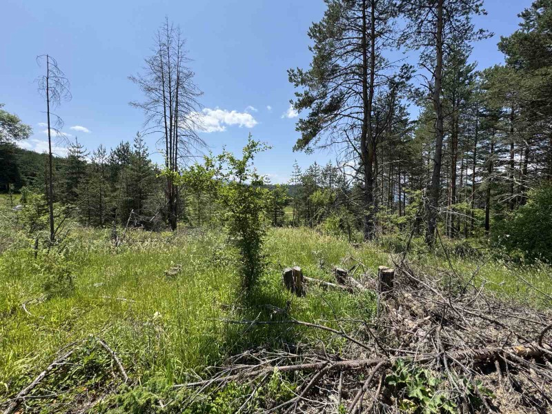 Zu verkaufen  Handlung region Pasardschik , m-t Zigow tschark , 2050 qm | 80693777 - Bild [5]