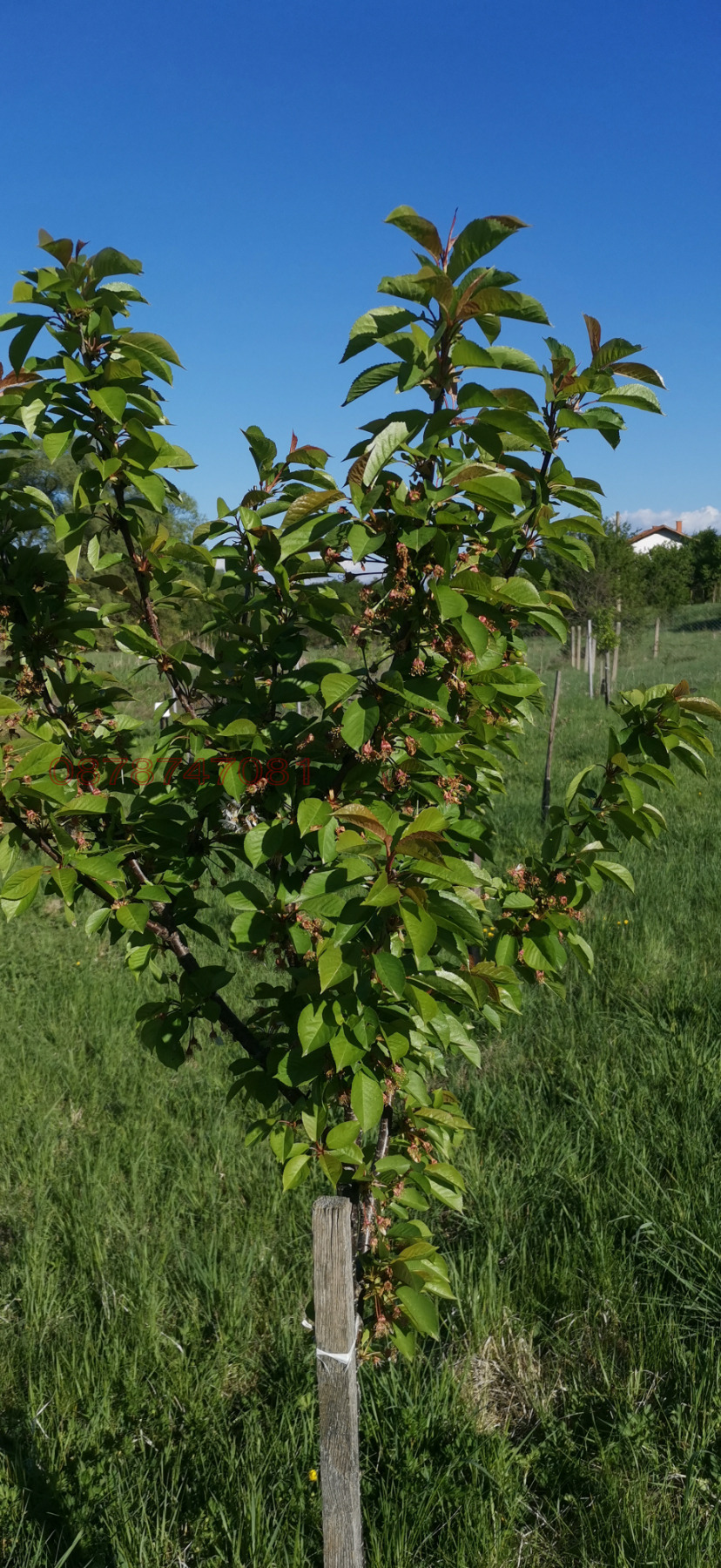 Продава ПАРЦЕЛ, с. Батулци, област Ловеч, снимка 9 - Парцели - 54579333