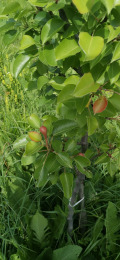 Продава ПАРЦЕЛ, с. Батулци, област Ловеч, снимка 13