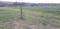 Продава ПАРЦЕЛ, област София, с. Драговищица • 165500 лв. • 24520195 — Holmes.bg