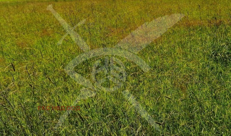 For Sale  Plot region Plovdiv , Saedinenie , 840 sq.m | 50720276