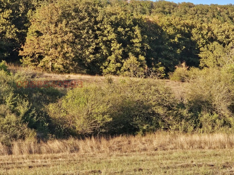 Till salu  Komplott region Varna , Dolistje , 6001 kvm | 62686723 - bild [4]
