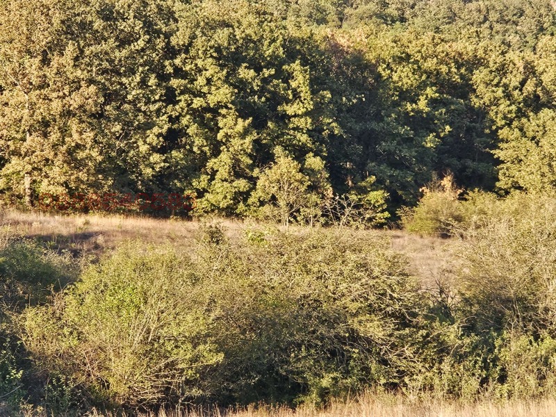 Till salu  Komplott region Varna , Dolistje , 6001 kvm | 62686723 - bild [3]