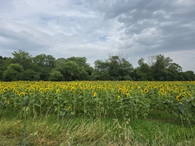 Landa Lokorsko, region Sofia 9