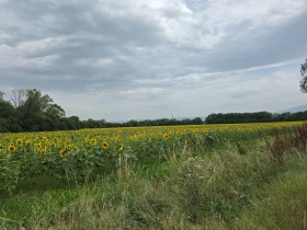 Land Lokorsko, region Sofia 4