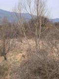 Продава ПАРЦЕЛ, с. Големо Бучино, област Перник, снимка 2