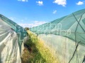 Продава ЗЕМЕДЕЛСКА ЗЕМЯ, с. Стряма, област Пловдив, снимка 2