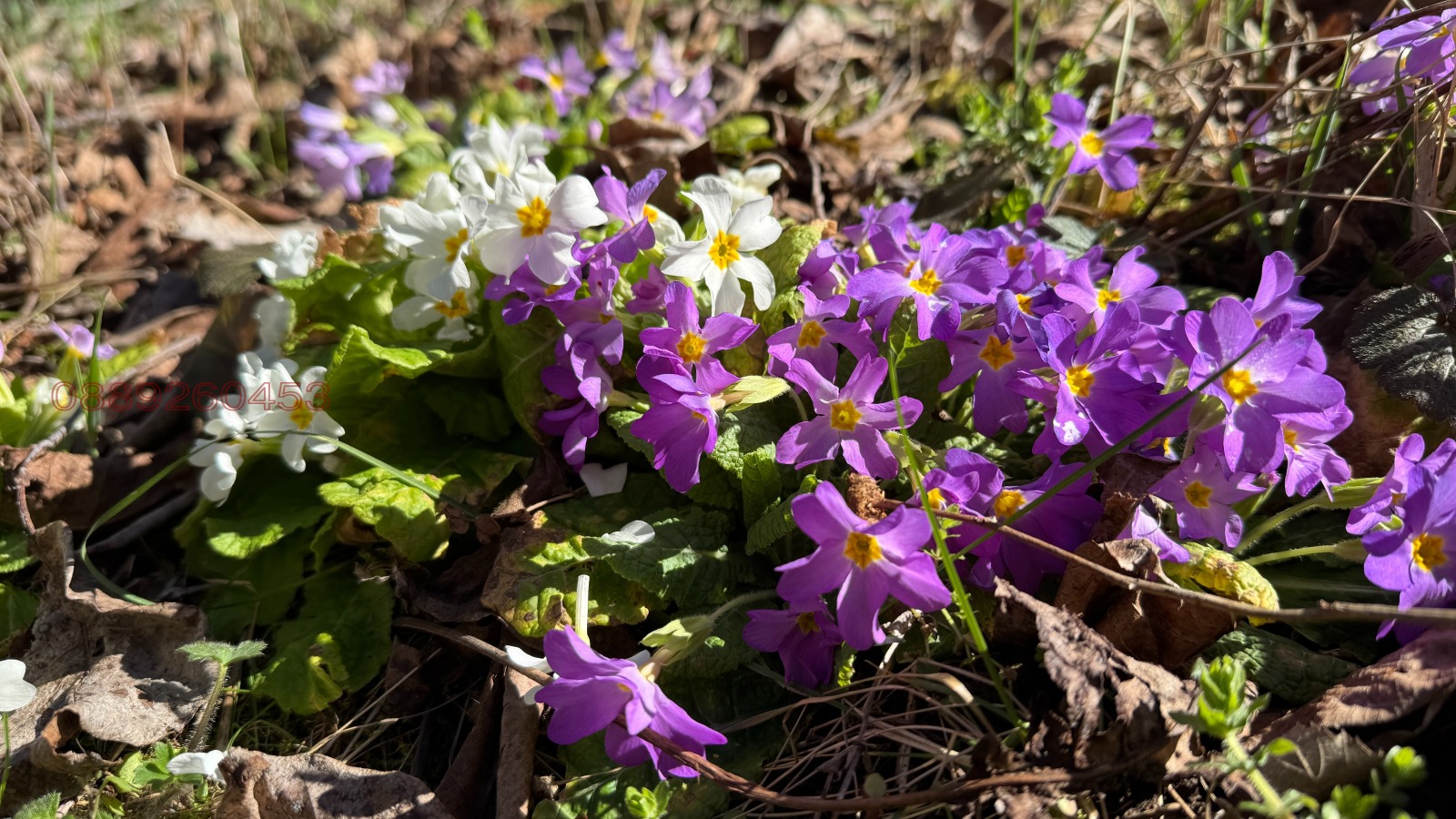 ������� ������ | Imot.bg � ����������� 11